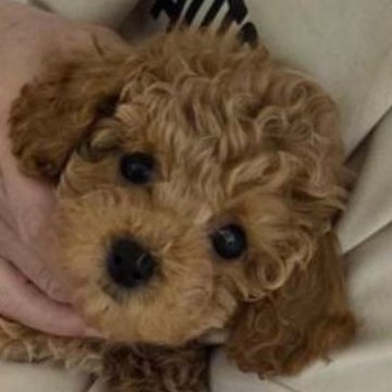 タイニープードル【愛知県・男の子・2025年10月13日・アプリコット】の写真「甘えた君で、抱っこ大好き❤」