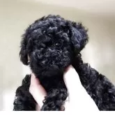 ティーカッププードル