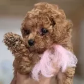 ティーカッププードル