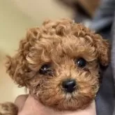 ティーカッププードル