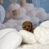 ティーカッププードル