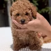 ティーカッププードル