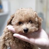 トイプードル(ティーカップ)