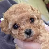 ティーカッププードル