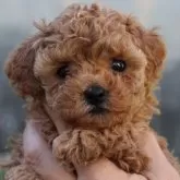 ティーカッププードル