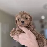 タイニープードル