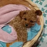 ティーカッププードル