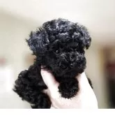 ティーカッププードル【愛知県・男の子・2025年10月7日・ブラック】の写真3「ブラックは目立ちます✨️」