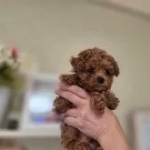 ティーカッププードル【愛知県・男の子・2025年10月7日・レッド】の写真3「🐻です‼️」