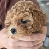 ティーカッププードル【愛知県・女の子・2025年10月7日・レッド】の写真3「かわいいです♥」