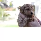 タイニープードル【愛知県・男の子・2025年10月13日・アプリコット】の写真4