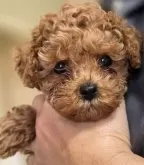 ティーカッププードル【愛知県・男の子・2025年10月7日・レッド】の写真4「実物はかわいいんです😂」