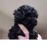 ティーカッププードル【愛知県・男の子・2025年10月7日・ブラック】の写真4「実物はかわいいです♥」