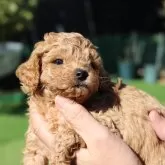タイニープードル【愛知県・男の子・2025年10月13日・アプリコット】の写真5