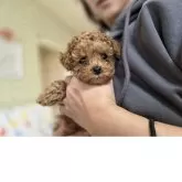 ティーカッププードル【愛知県・男の子・2025年10月7日・レッド】の写真5