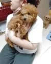 トイプードル(トイ)【愛知県・男の子・2025年1月25日・アプリコット】の写真6