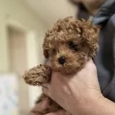 ティーカッププードル【愛知県・男の子・2025年10月7日・レッド】の写真6