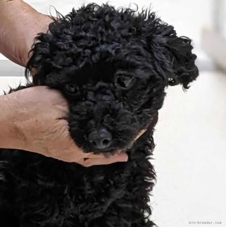 ID:2305-04872の子犬