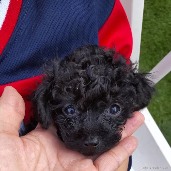 チャイコ 様のお迎えした子犬