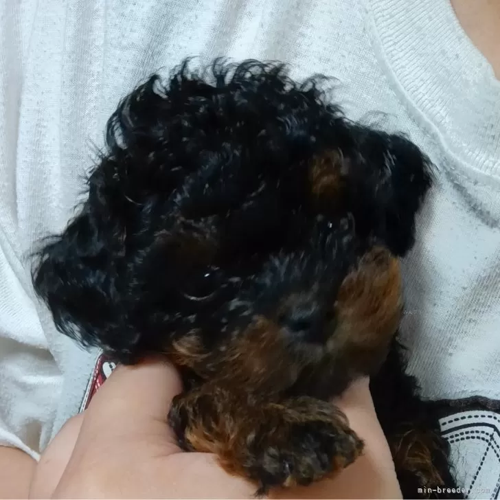 ID：2407-05786の子犬