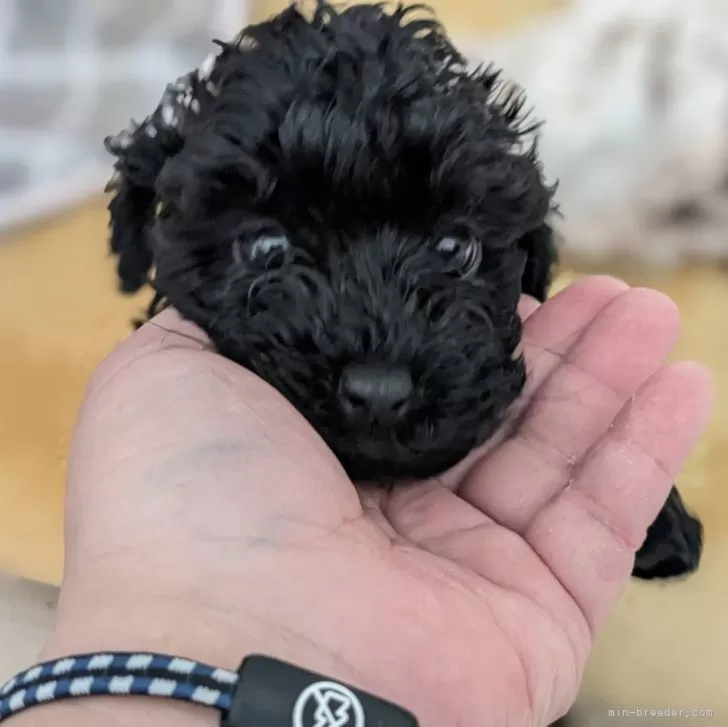 あ 様のお迎えした子犬