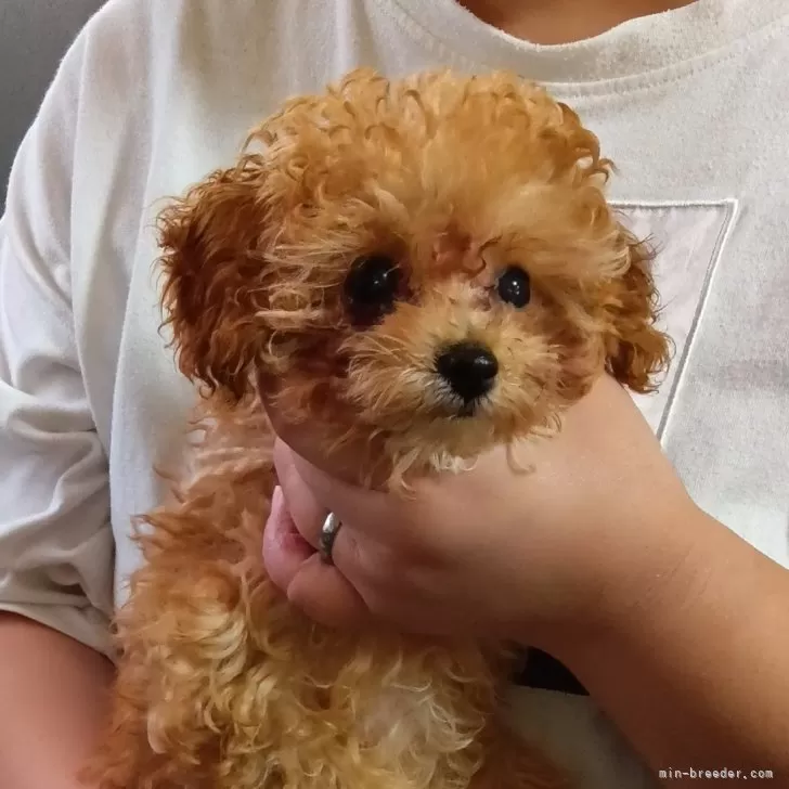 ID:2408-00389の子犬