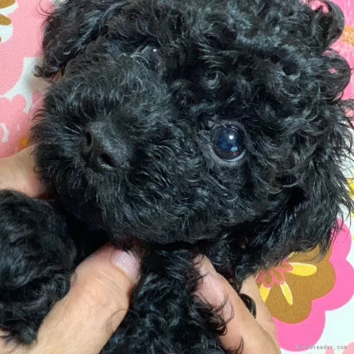 M.S 様のお迎えした子犬