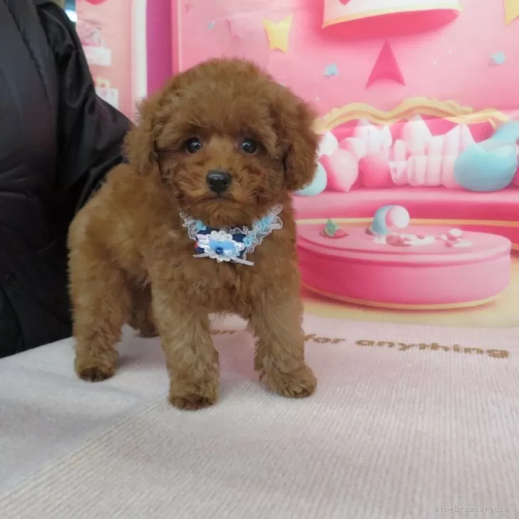 ID:2502-01132の子犬