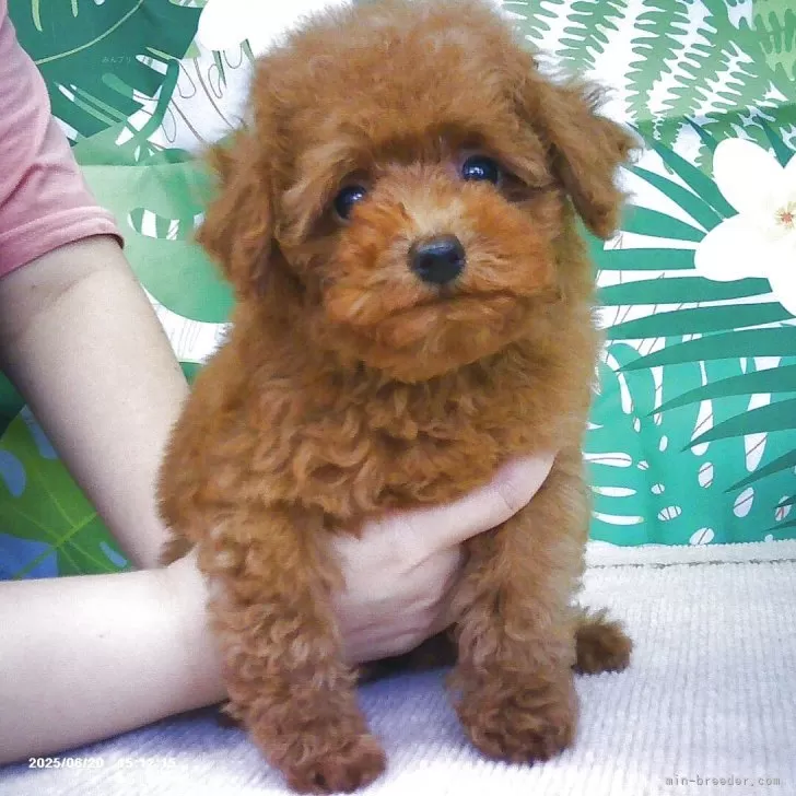 ID：2505-05059の子犬