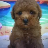 タイニープードル
