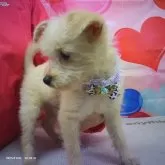 チワプー(チワワ×トイプードル)【京都府・男の子・2025年8月4日・ペールフォーン】の写真4