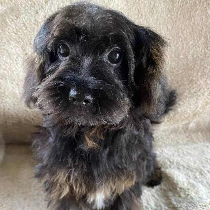 ID:2504-03924の子犬