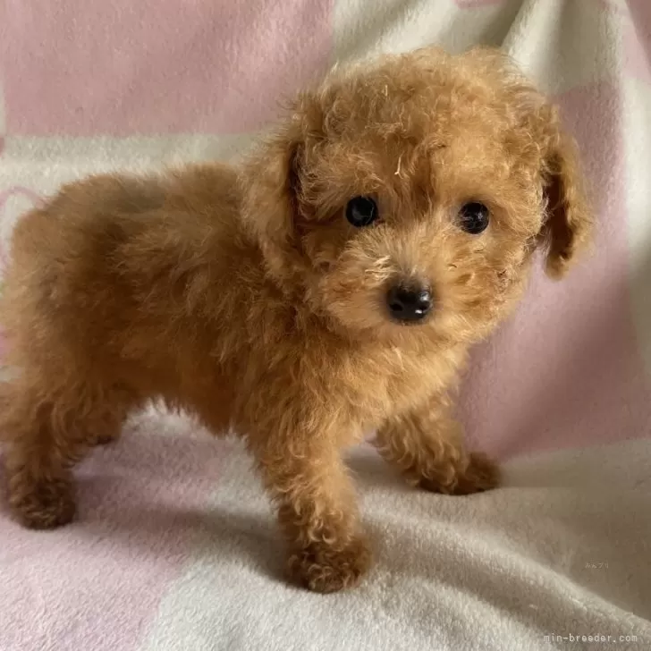 ID：2506-01263の子犬