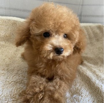 トイプードル(タイニー)【北海道・男の子・2025年5月20日・レッド】の写真「小ぶりくんです☆」