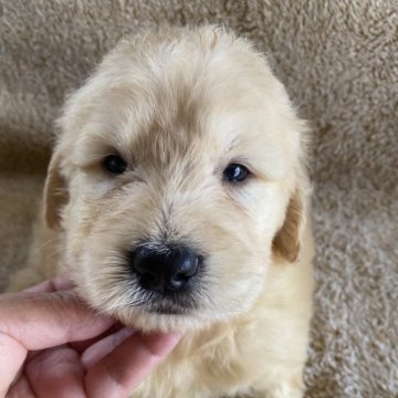 ゴールデンドゥードル(プードル×ゴールデンレトリバー)【北海道・男の子・2025年7月27日・イエロー】の写真「スクスク成長中です☆」
