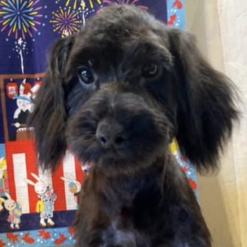 ミックス(チワワ×ヨークシャーテリア)【北海道・男の子・2025年3月17日・ブラック】の写真「甘えっ子くん☆」