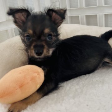 ミックス(ミニチュアシュナウザー×チワワ)【北海道・女の子・2025年8月25日・ブラックタン】の写真「小さめ女の子♡」