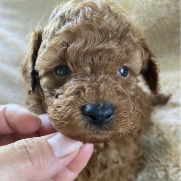 トイプードル(トイ)【北海道・男の子・2025年5月12日・レッド】の写真「スクスク成長中〜☆」