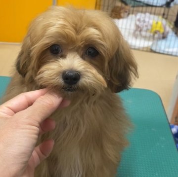 シープー(トイプードル×シーズー)【北海道・男の子・2025年5月18日・レッド】の写真「元気いっぱいの僕★」