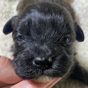 シープー(シーズー×トイプードル)【北海道・男の子・2025年11月17日・ブラック】の写真「スクスク成長中です」