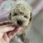 タイニープードル