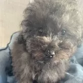 トイプードル(トイ)【北海道・男の子・2024年9月20日・ブリンドル】の写真1