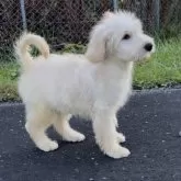 ゴールデンドゥードル(プードル×ゴールデンレトリバー)【北海道・男の子・2025年7月27日・イエロー】の写真3