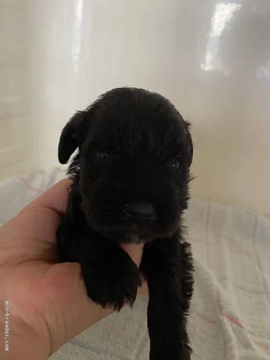 ID：2005-02573の子犬