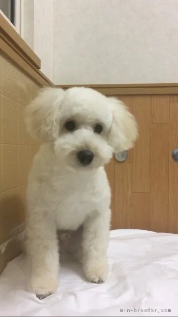 ID：1901-03084の子犬