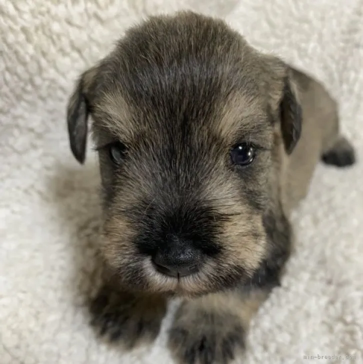 ID:2312-00634の子犬