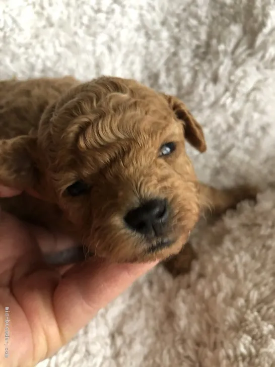 まなみ 様のお迎えした子犬