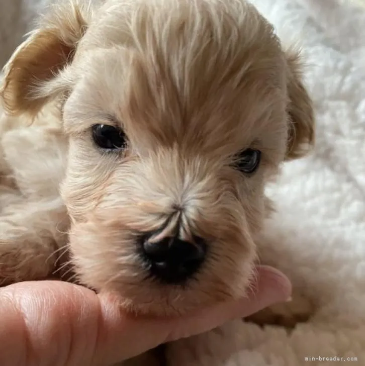 ある君 様のお迎えした子犬