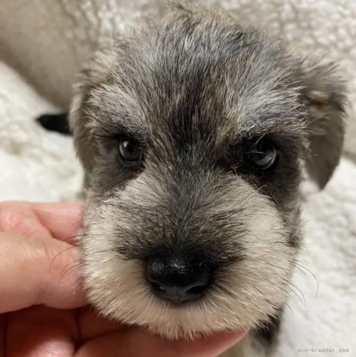 ID:2209-02075の子犬