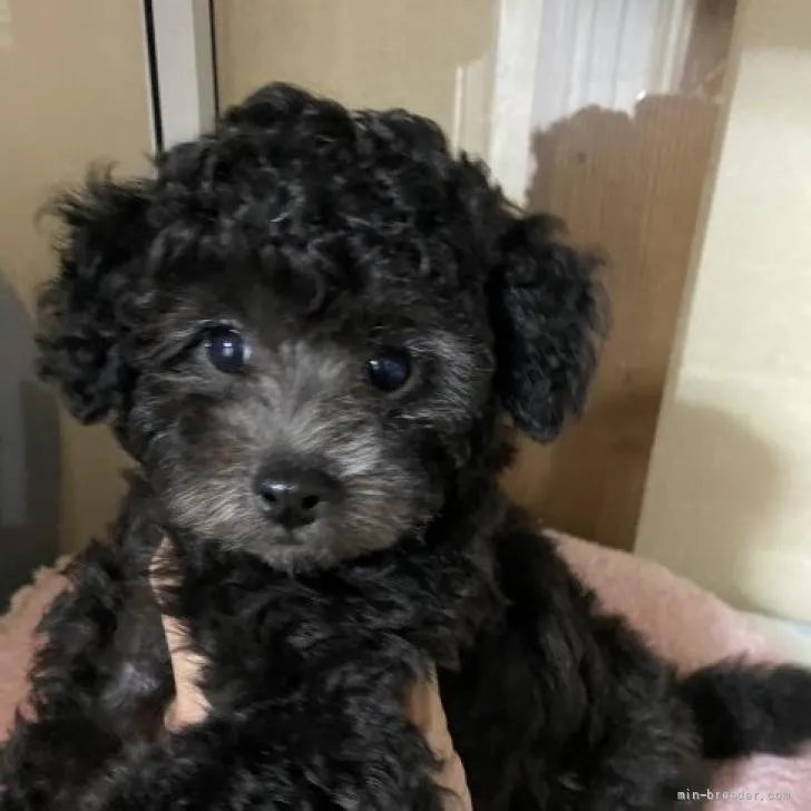 ID：2206-01027の子犬
